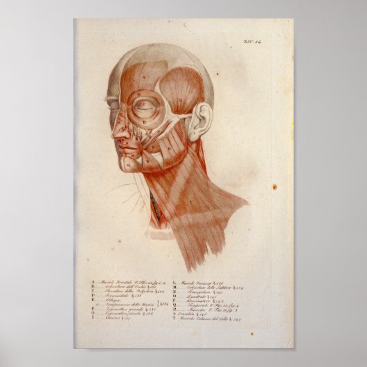 Poster Muscle Anatomy Print Face Neck French (Devant)