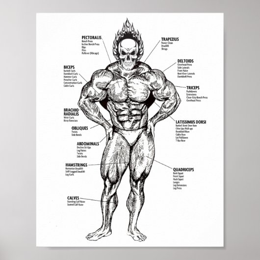 Poster Muscle Chart And Exercise Guide - Bodybuilding Mot (Devant)