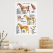 Poster Muscle de cheval Anatomie squelettique Organigramm (Kitchen)