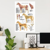 Poster Muscle de cheval Anatomie squelettique Organigramm (Home Office)