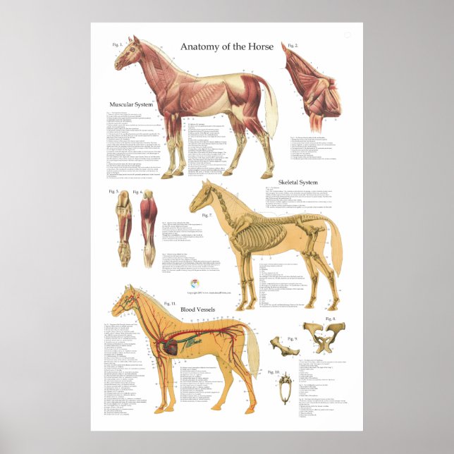 Poster Muscle de cheval Anatomie squelettique Organigramm (Devant)