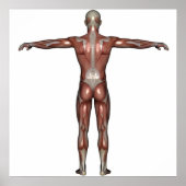 Poster Muscle de l'affiche (Devant)