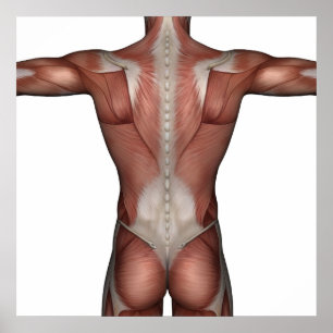 Poster Muscle de l'affiche