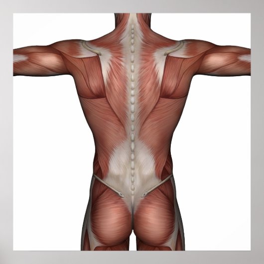 Poster Muscle de l'affiche (Devant)