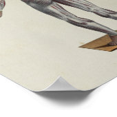 Poster Muscle Fascia Anatomie Print Posterior (Coin)