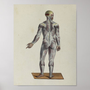 Poster Muscle Fascia Anatomie Print Posterior
