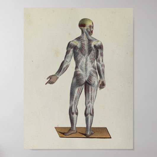 Poster Muscle Fascia Anatomie Print Posterior (Devant)
