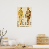 Poster Muscle Skeleton Skeletal Anatomie Graphique Femme (Cuisine)