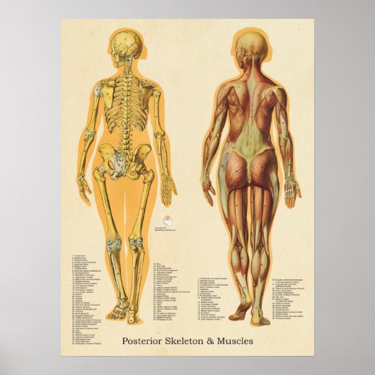 Poster Muscle Skeleton Skeletal Anatomie Graphique Femme (Devant)
