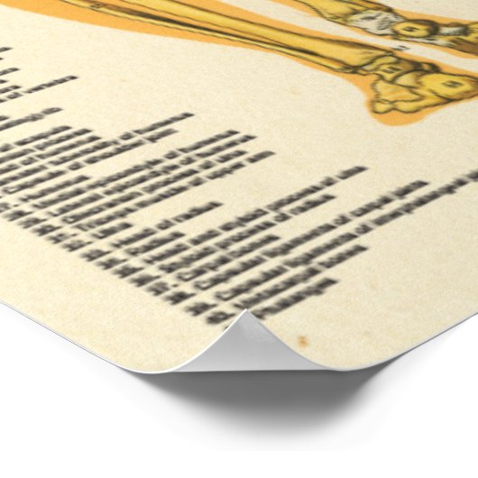 Poster Muscle Squelette Skeletal Anatomie Graphique Poste (Coin)