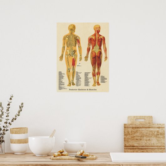 Poster Muscle Squelette Skeletal Anatomie Graphique Poste (Cuisine)