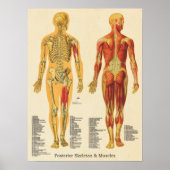Poster Muscle Squelette Skeletal Anatomie Graphique Poste (Devant)