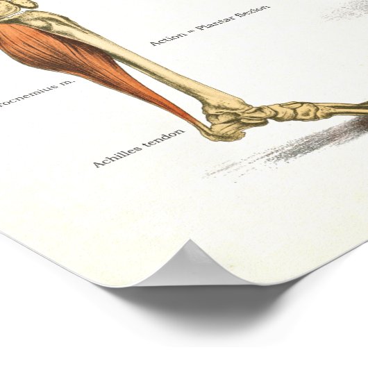 Poster Muscles Anatomie Anatomique Graphique (Coin)