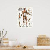 Poster Muscles Anatomie Anatomique Graphique (Cuisine)