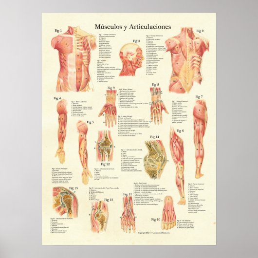 Poster Muscles Anatomie Músculos Anatomie Graphique espag (Devant)