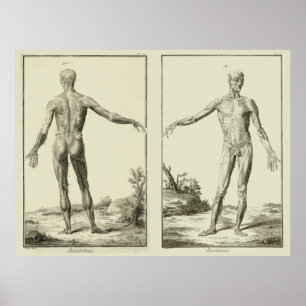 Poster Muscles Antiques, Anatomie Humaine par Denis Dider