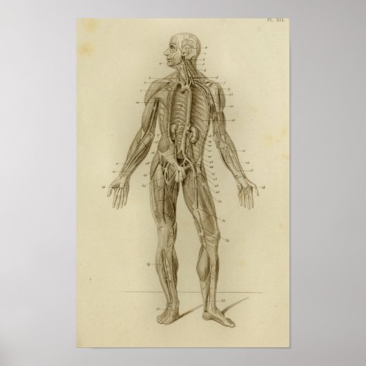 Poster Muscles Artères Anatomie Imprimer Vintage (Devant)