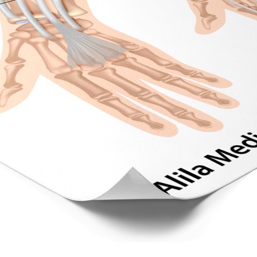 Poster Muscles avant flexor, labellisés dessin. (Coin)