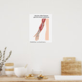 Poster Muscles avant vue antérieure (Cuisine)