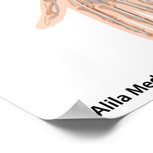 Poster Muscles avant vue antérieure (Coin)