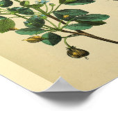 Poster Muscles cou de l'épaule Anatomie Art Imprimer (Coin)