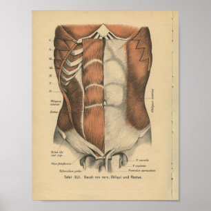 Poster Muscles d'abdomen d'impression d'anatomie