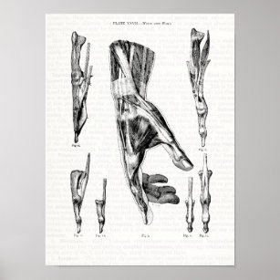 Poster Muscles d'art de l'Anatomie de la main et du poign