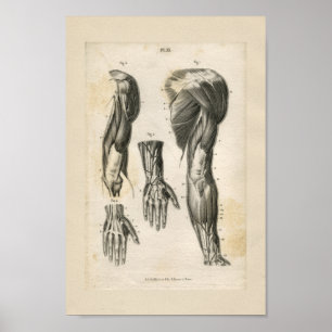 Poster Muscles de bras Anatomie Vintage Imprimer