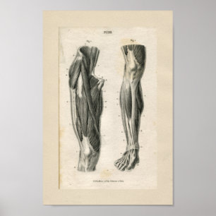 Poster Muscles de jambe Anatomie Vintage Imprimer