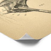 Poster Muscles de jambe de cheval Anatomie 1908 Impressio (Coin)