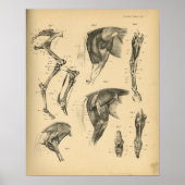 Poster Muscles de jambe de cheval Anatomie 1908 Impressio (Devant)