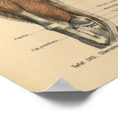 Poster Muscles de jambe d'impression de l'anatomie humain (Coin)