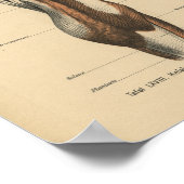 Poster Muscles de jambe d'impression de l'anatomie humain (Coin)