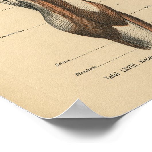 Poster Muscles de jambe d'impression de l'anatomie humain (Coin)