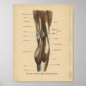 Poster Muscles de jambe d'impression de l'anatomie humain (Devant)