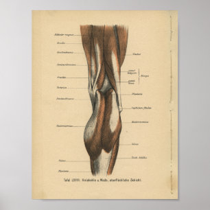 Poster Muscles de jambe d'impression de l'anatomie humain