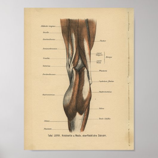 Poster Muscles de jambe d'impression de l'anatomie humain (Devant)
