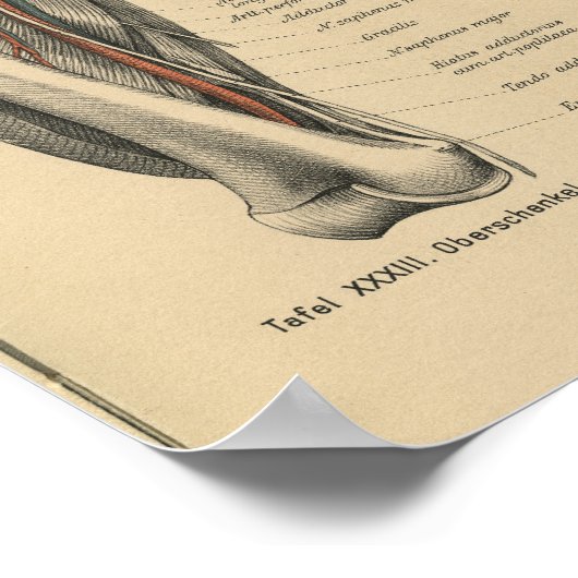 Poster Muscles de jambe d'impression de l'anatomie humain (Coin)