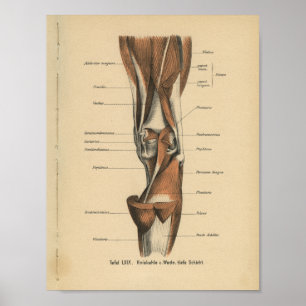 Poster Muscles de jambe d'impression de l'anatomie humain