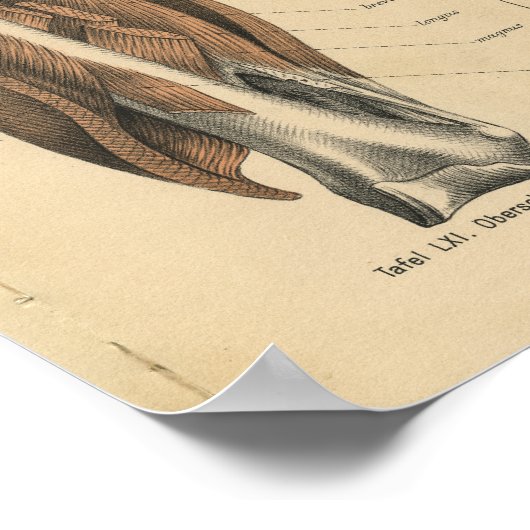 Poster Muscles de jambe d'impression de l'anatomie humain (Coin)