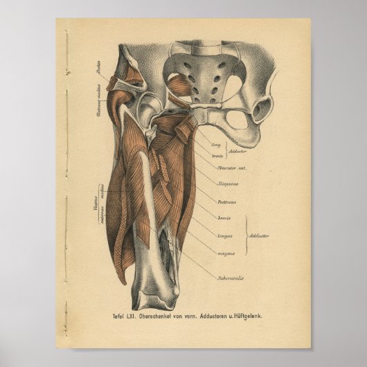 Poster Muscles de jambe d'impression de l'anatomie humain (Devant)