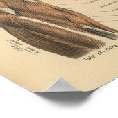 Poster Muscles de jambe d'impression de l'anatomie humain (Coin)