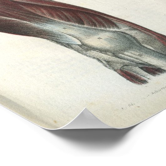 Poster Muscles de jambe et de hanche Anatomie Imprimer (Coin)