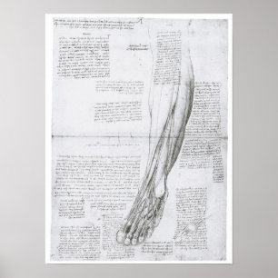 Poster Muscles de la Jambe, Léonard de Vinci