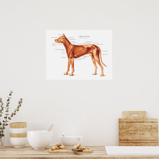 Poster Muscles de l'affiche d'anatomie du chien (Cuisine)