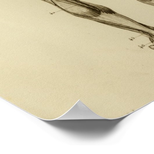 Poster Muscles de l'anatomie arrière Imprimer (Coin)