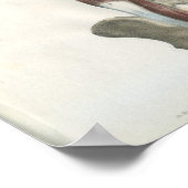 Poster Muscles de l'anatomie de la colonne vertébrale (Coin)