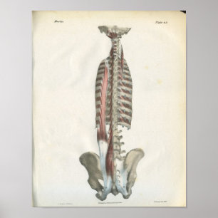 Poster Muscles de l'anatomie de la colonne vertébrale