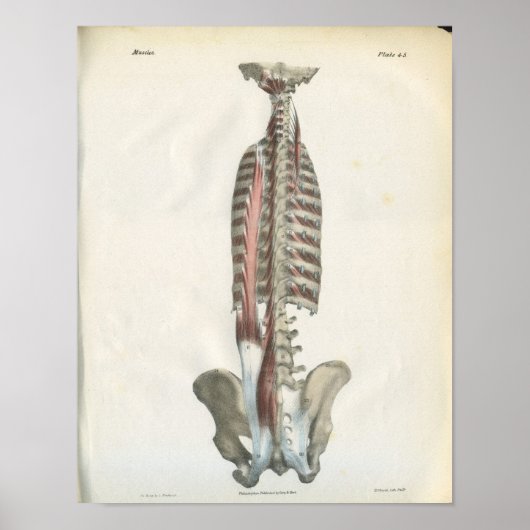 Poster Muscles de l'anatomie de la colonne vertébrale (Devant)