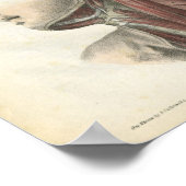 Poster Muscles de l'anatomie du cou Imprimer (Coin)